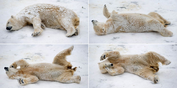 Animal shots of the week